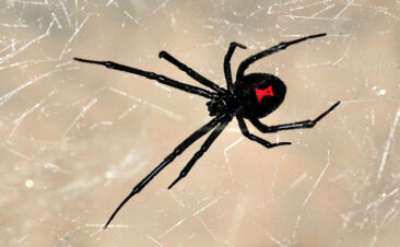 Dealing With a Toxic Ex-Wife in New Jersey