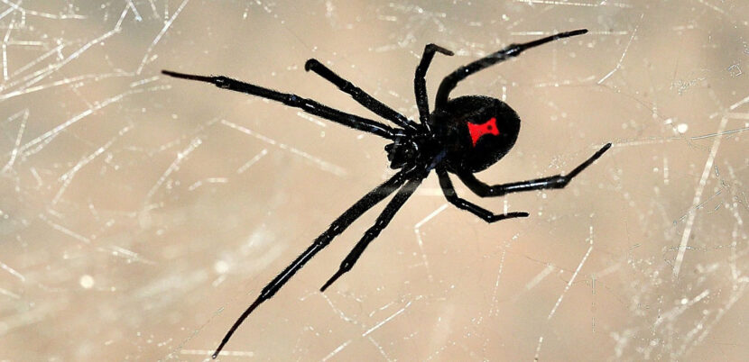 Dealing With a Toxic Ex-Wife in New Jersey-Image