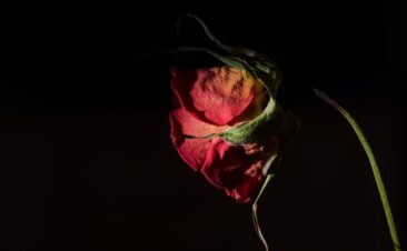 First Valentine’s Day After Divorce? Here’s Help.