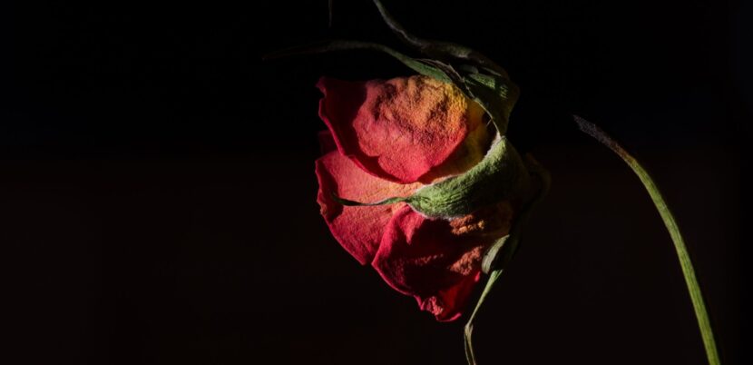 First Valentine’s Day After Divorce? Here’s Help.-Image